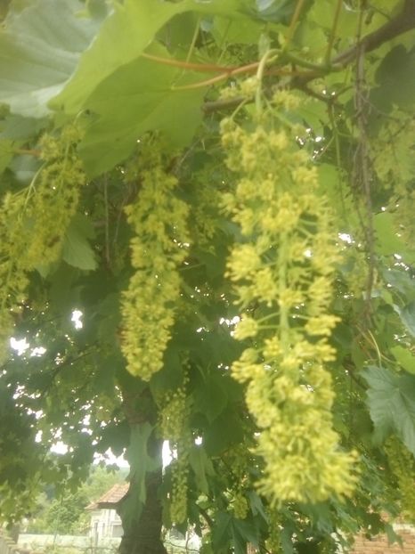Flori de paltin - Arbori si plante melifere