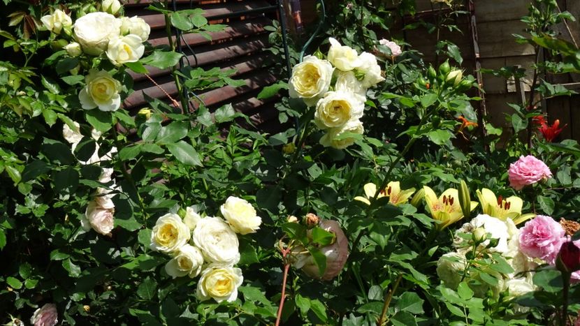  - Tantau - Friedenslicht rose