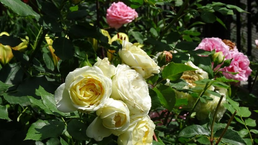  - Tantau - Friedenslicht rose