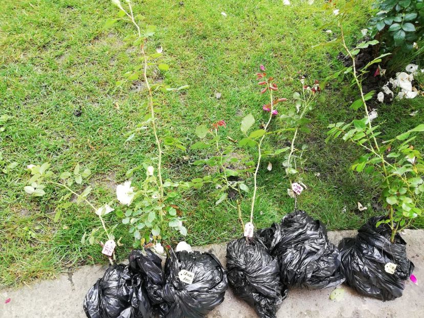 Scoși cu balot astăzi după ploaie - Diverse 2