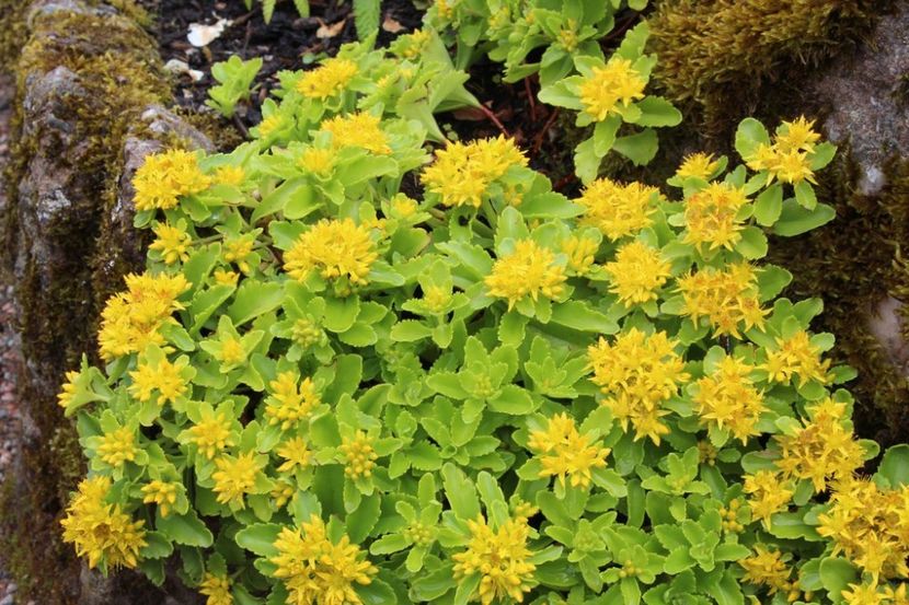 Sedum_kamtschaticum_ - Comanda Plant -Shop