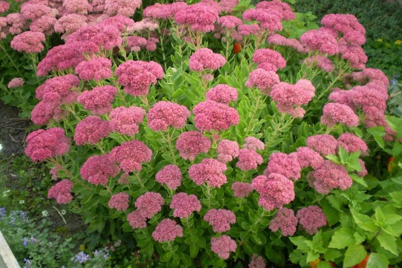 Sedum_spectabile_Brilliant_ - Comanda Plant -Shop