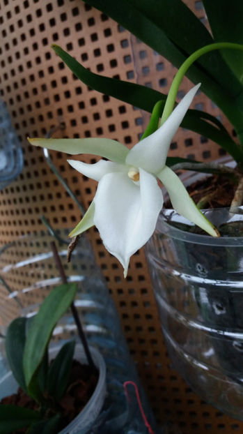 angraecum "Lady Lisa"x sesquipedale - Orhidee_3_monopodiale