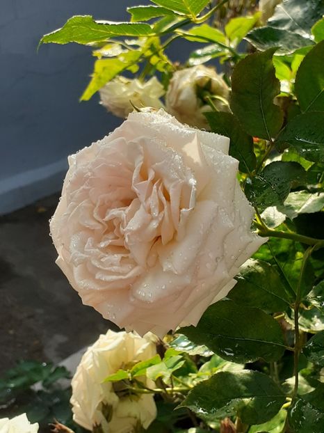  - Palais Royale 2020