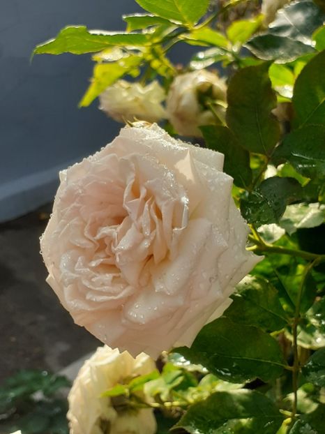  - Palais Royale 2020