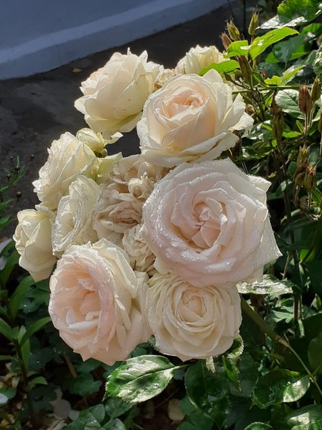  - Palais Royale 2020