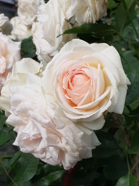  - Palais Royale 2020