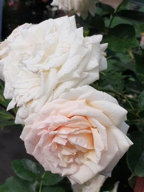  - Palais Royale 2020