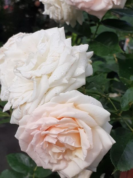  - Palais Royale 2020