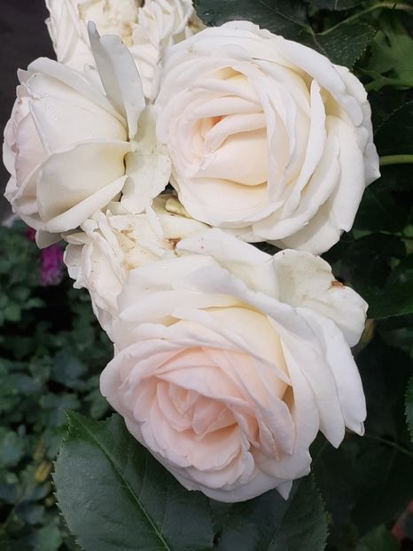  - Palais Royale 2020