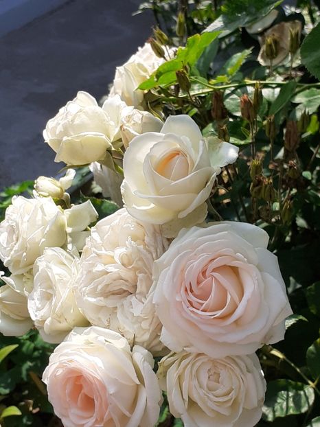  - Palais Royale 2020