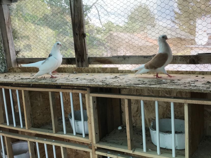 7 - Porumbei 2020 jucatori de Constanta