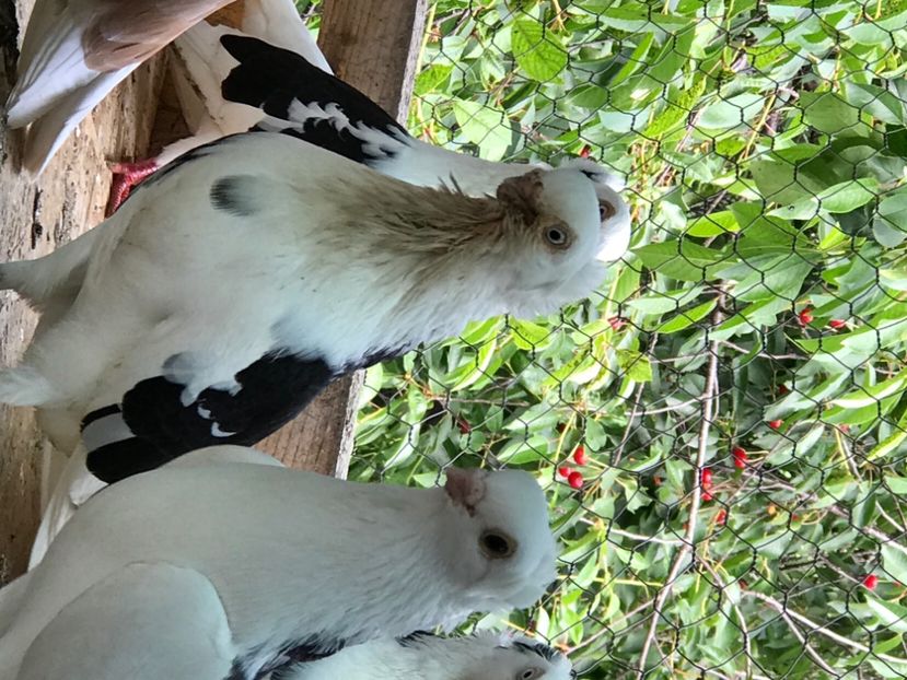 10 - Porumbei 2020 jucatori de Constanta