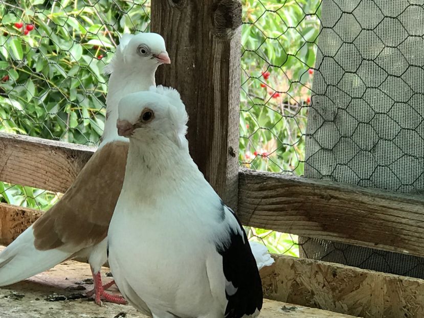 9 - Porumbei 2020 jucatori de Constanta