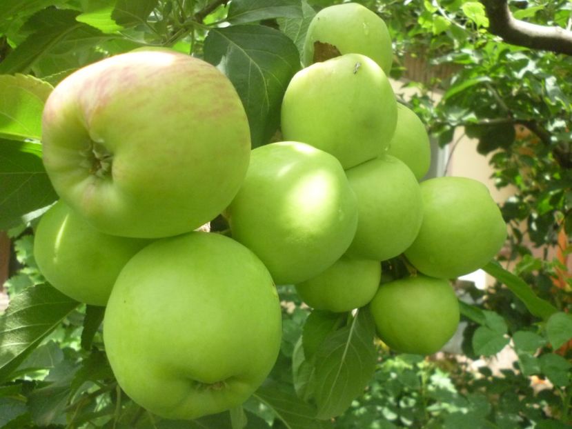 Aromat de vara - 1A Pomi fructiferi altoiti - toamna - 2023