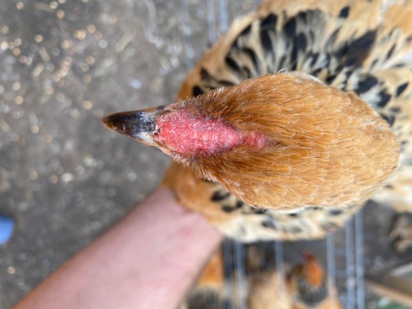 B1B6720F-D344-4CC3-8105-8ED9A7F974B0 - Pui 2020