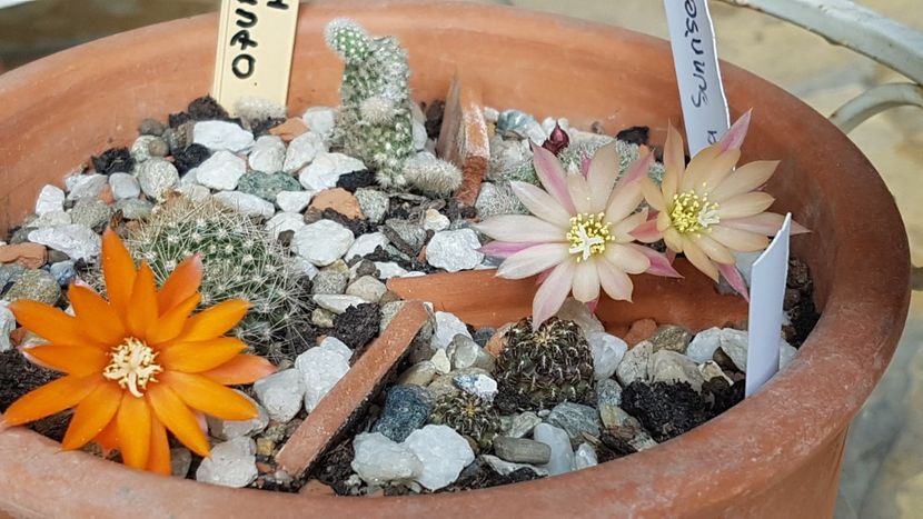  - Rebutia