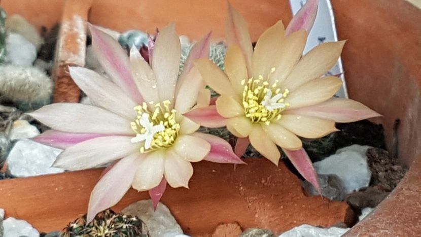 Rebutia heliosa - Rebutia