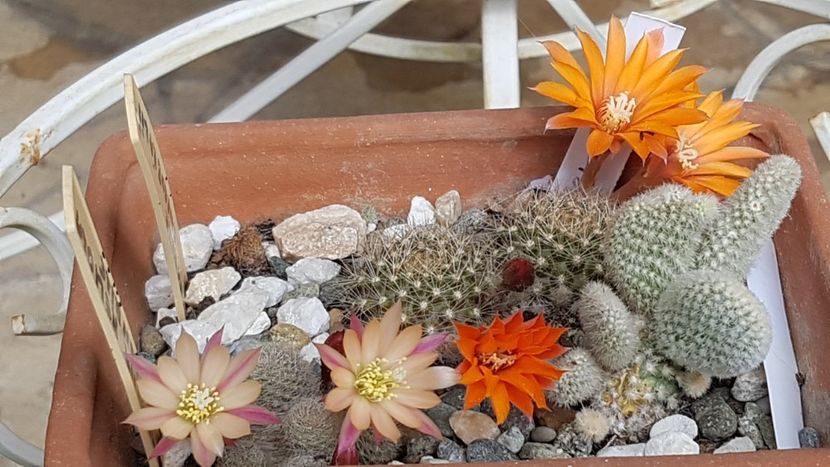  - Rebutia