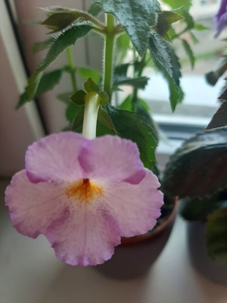  - achimenes-primele incercari