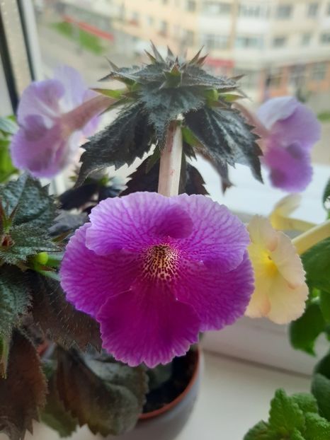  - achimenes-primele incercari