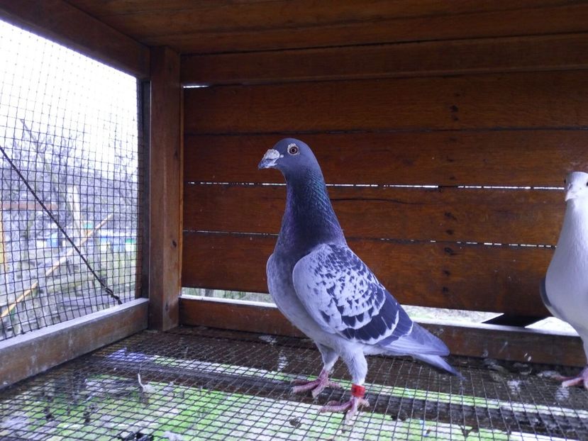 IMG-20180328-WA0041 - Amintiri