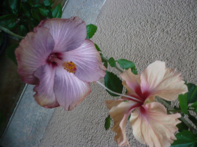 P1440536 - HIBISCUSI 2020-1