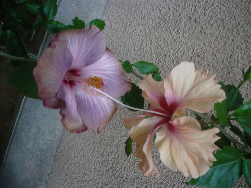 P1440537 - HIBISCUSI 2020-1