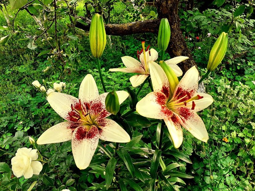  - Crini de gradina 2015- prezent