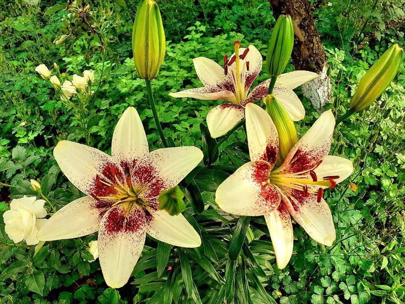  - Crini de gradina 2015- prezent