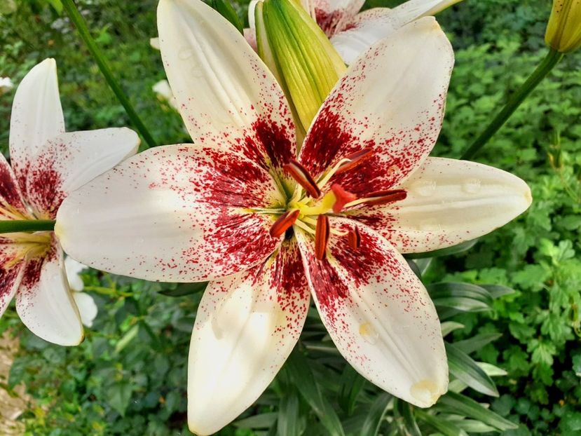  - Crini de gradina 2015- prezent