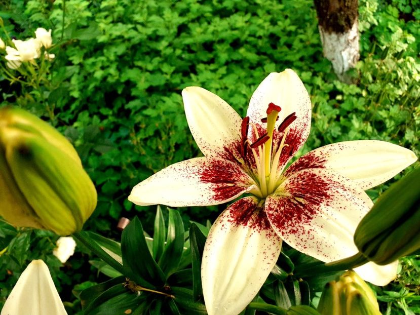  - Crini de gradina 2015- prezent