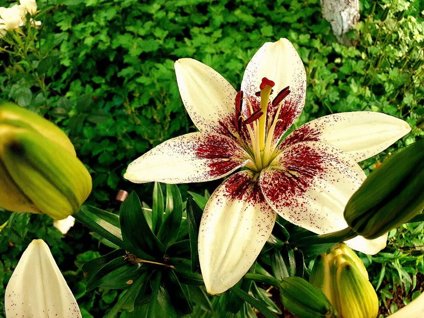  - Crini de gradina 2015- prezent