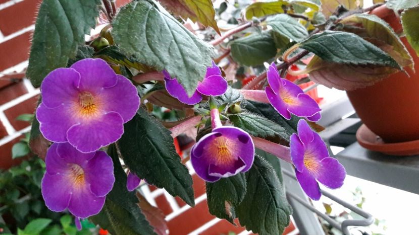 2020 - BriDs Gabriela