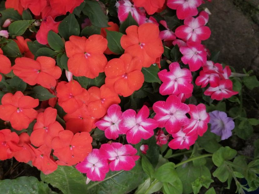  - Frumuseti la casa parinteasca