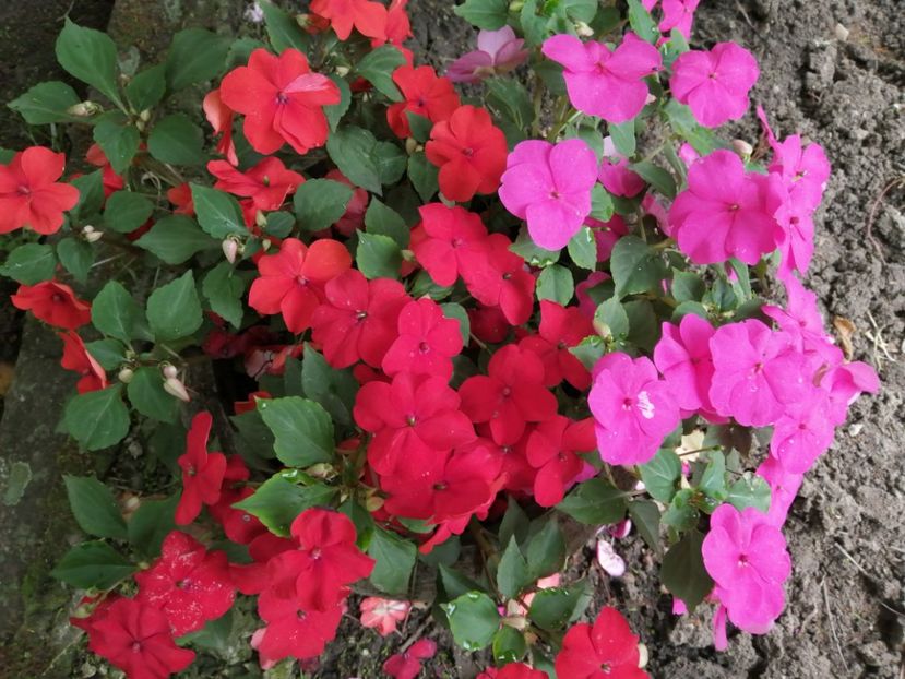  - Frumuseti la casa parinteasca