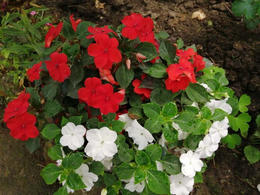  - Frumuseti la casa parinteasca