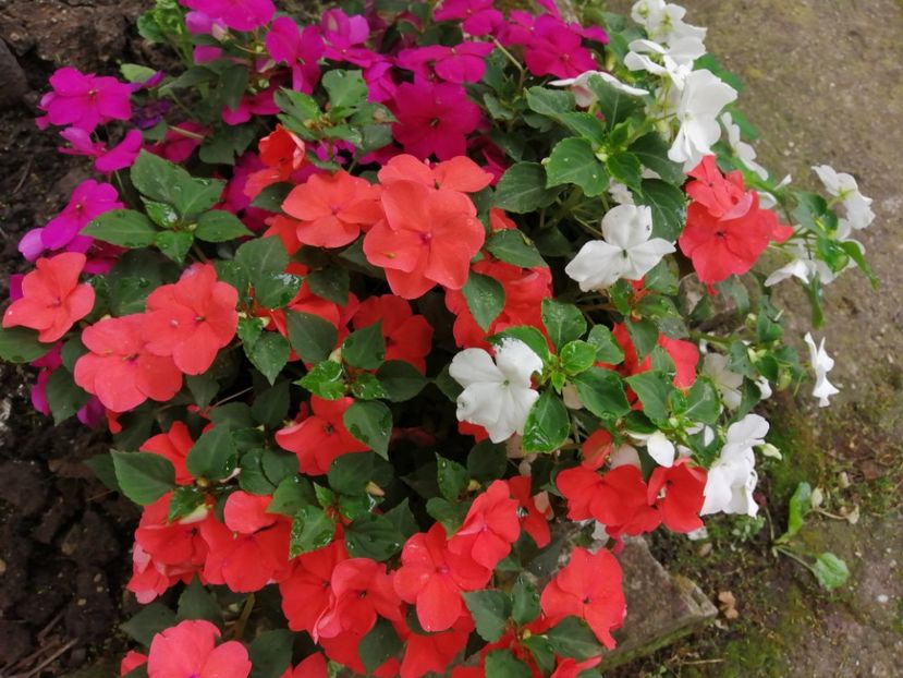  - Frumuseti la casa parinteasca