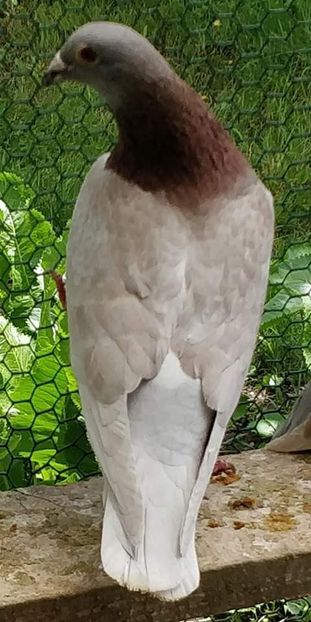  - NU AMI APARTIN 2020