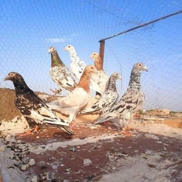  - NU AMI APARTIN 2020