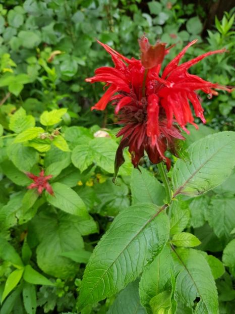  - Monarda