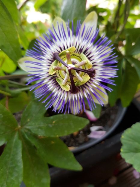  - Passiflora