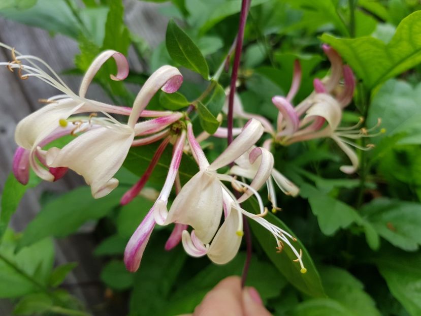  - Lonicera