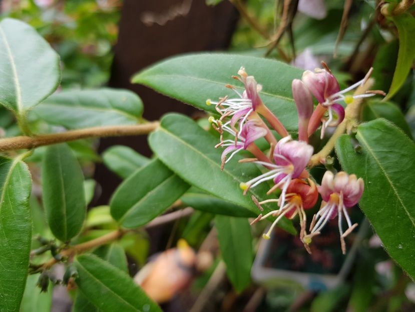  - Lonicera