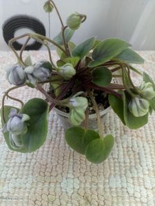 17 iun - ZZ LE Kucheriaviy Chmelj