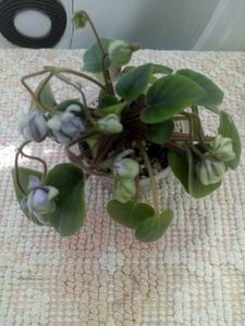 17 iun - ZZ LE Kucheriaviy Chmelj