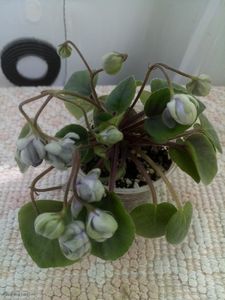 17 iun - ZZ LE Kucheriaviy Chmelj