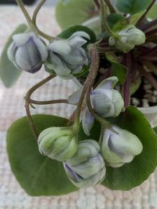 17 iun - ZZ LE Kucheriaviy Chmelj