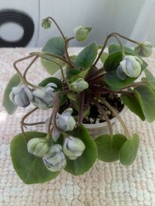 17 iun - ZZ LE Kucheriaviy Chmelj