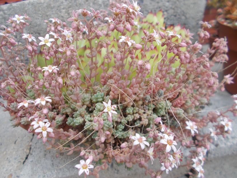  - Cactusi si suculente_2020